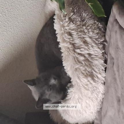 Photo 1/1 Lola Chat lost in Toulouse