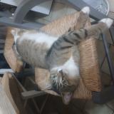 Picture of cat lost at St Barthelemy