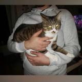 Picture of cat lost at Villabe