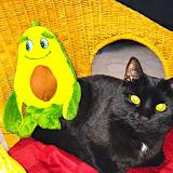 Picture of cat lost at Villiers Sous Grez