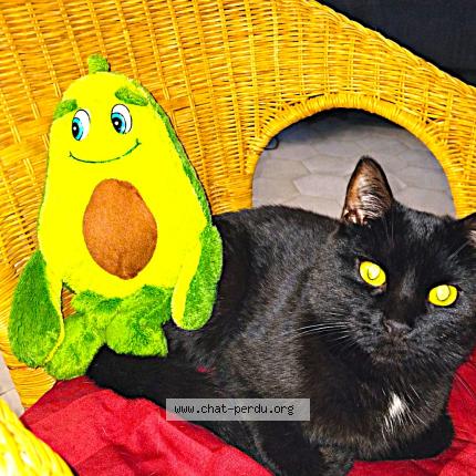 Photo 1/1 Lucky Chat lost in Villiers sous grez