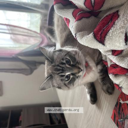 Photo 1/1 Kikine Chat lost in Bas mauco