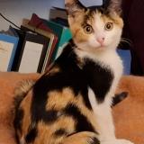 Picture of cat lost at Bouvron