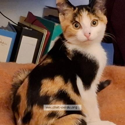 Photo 1/1 Soko Chat lost in Bouvron