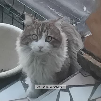 Photo 1/1 Found cat Found in Gap