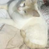 Picture of cat lost at Alixan