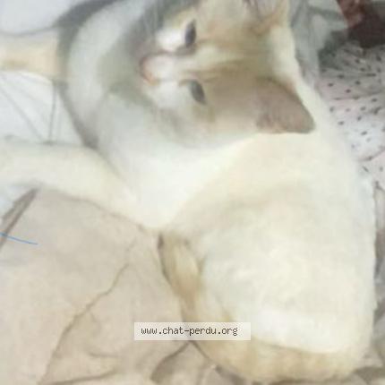 Photo 1/1 Zéphyr Chat lost in Alixan