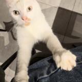 Picture of cat lost at Mont Bernanchon