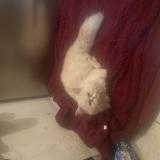 Picture of cat found at Blaringhem