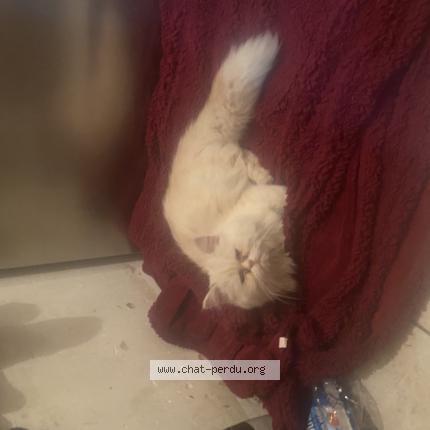 Photo 1/1 Found cat Found in Blaringhem