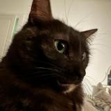 Picture of cat lost at Nice