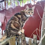 Picture of cat found at Asnieres Sur Seine