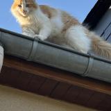 Picture of cat lost at La Ville Est Nonais