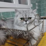 Picture of cat lost at Vias Plage