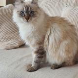 Picture of cat lost at Pinet