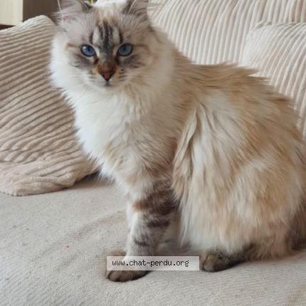 Picture of cat lost at Pinet
