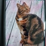 Picture of cat lost at Saint Mard