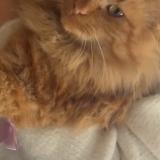 Picture of cat lost at Irigny