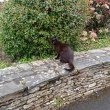Picture of cat found at La Plaine Sur Mer