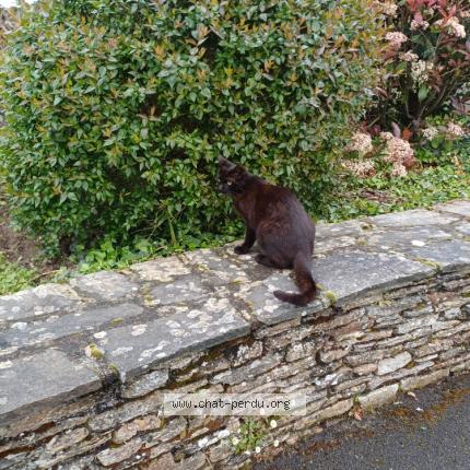 Photo 1/1 Found cat Found in La plaine sur mer