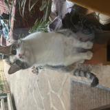 Picture of cat lost at La Gresle