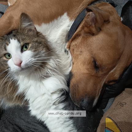 Picture of cat lost at Vichy