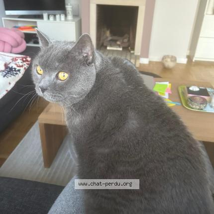 Foto 1/1 Kat teruggevonden Vermist in Bruxelles