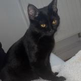 Picture of cat lost at Lys Lez Lannoy