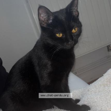 Photo 1/1 Zazie Chat lost in Lys lez lannoy