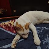 Picture of cat lost at West Tambaram