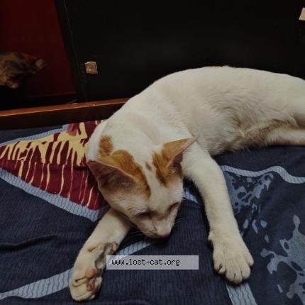 Photo 1/1 Tiger Cat lost in West Tambaram