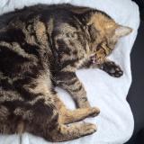 Picture of cat found at Treguier