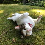 Picture of cat lost at Quimper