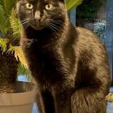 Picture of cat lost at Saint Germain Les Corbeil