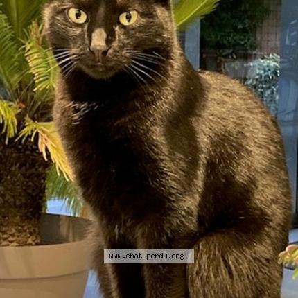 Photo 1/1 NALA Chat lost in Saint germain les corbeil