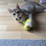 Picture of cat lost at Royan