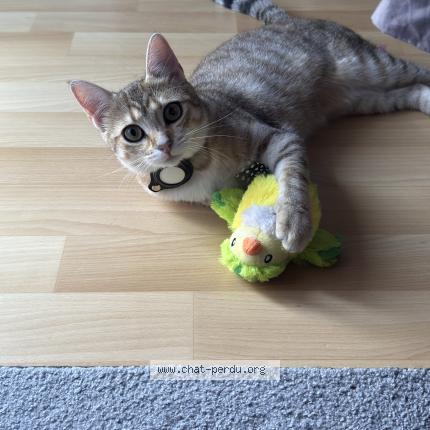 Photo 1/1 Gaia Chat lost in Royan