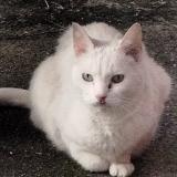 Picture of cat found at Marseille