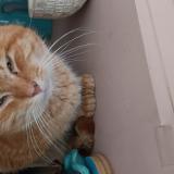 Picture of cat found at Tourcoing