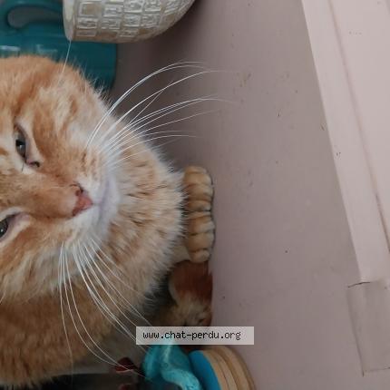 Photo 1/1 Found cat Found in Tourcoing