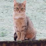 Picture of cat lost at Thizy Les Bourgs