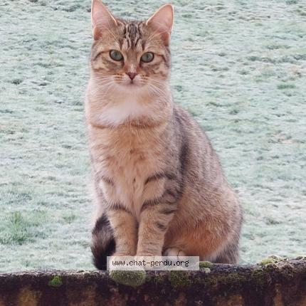 Photo 1/1 Lilo Chat lost in Thizy les bourgs