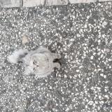 Picture of cat found at Nieul Sur Mer