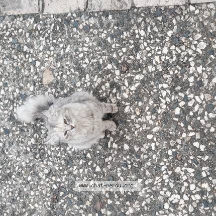 Photo 1/1 Found cat Found in Nieul sur mer