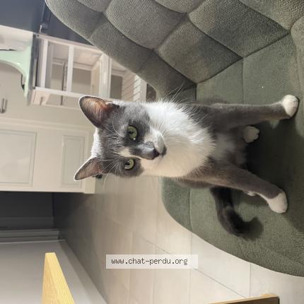 Photo 1/1 Lixy Chat lost in Tours