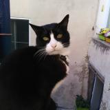 Picture of cat lost at Orgon