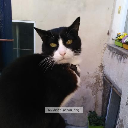 Photo 1/1 Emir Chat lost in Orgon