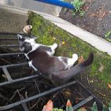 Picture of cat found at St Chamond