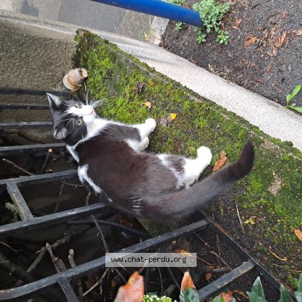 Photo 1/1 Found cat Found in St chamond