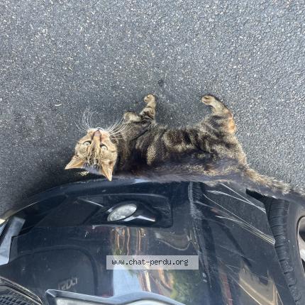 Photo 1/1 Found cat Found in Houilles